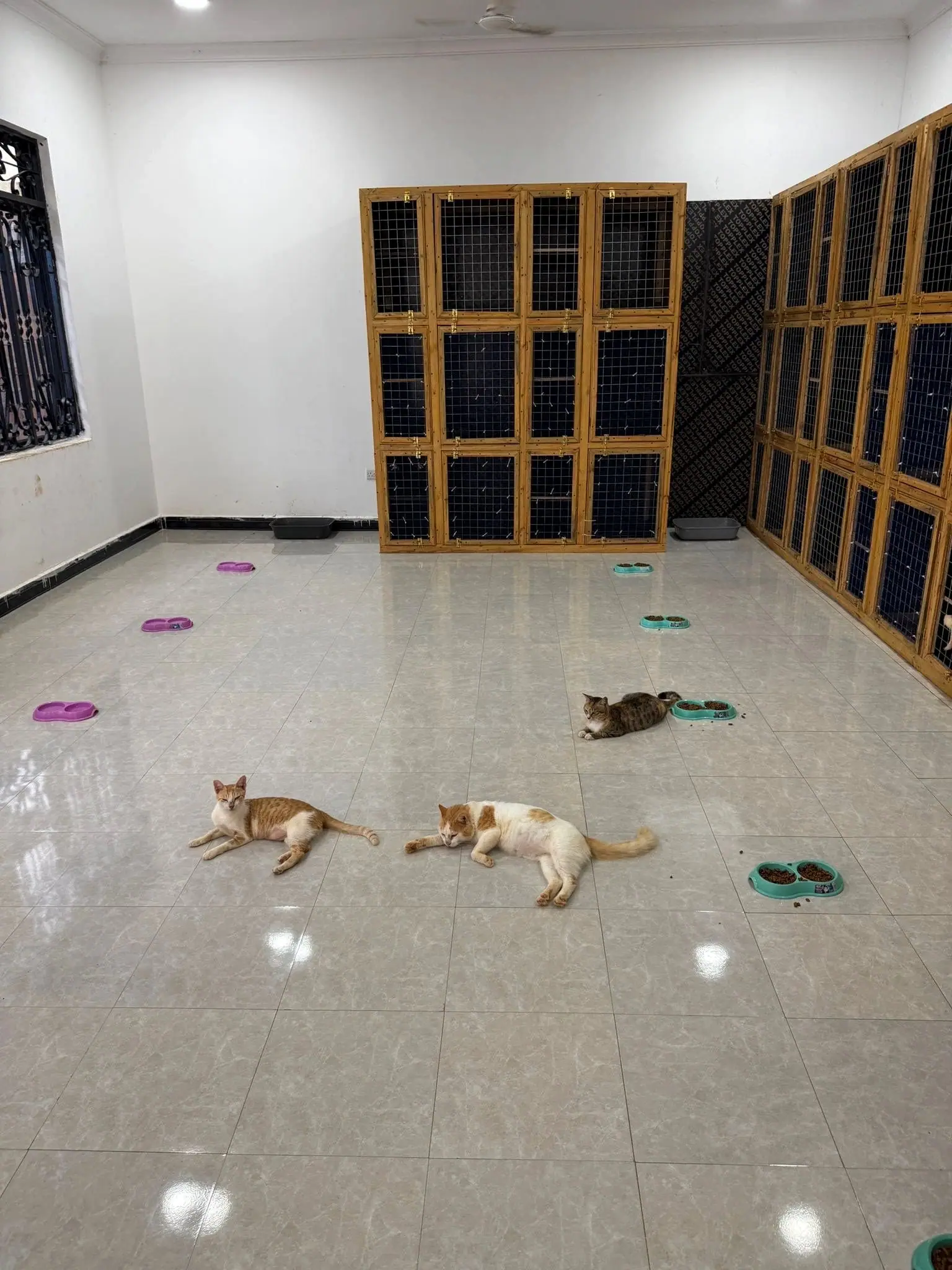 The cat shelter, 16 Apr 2026