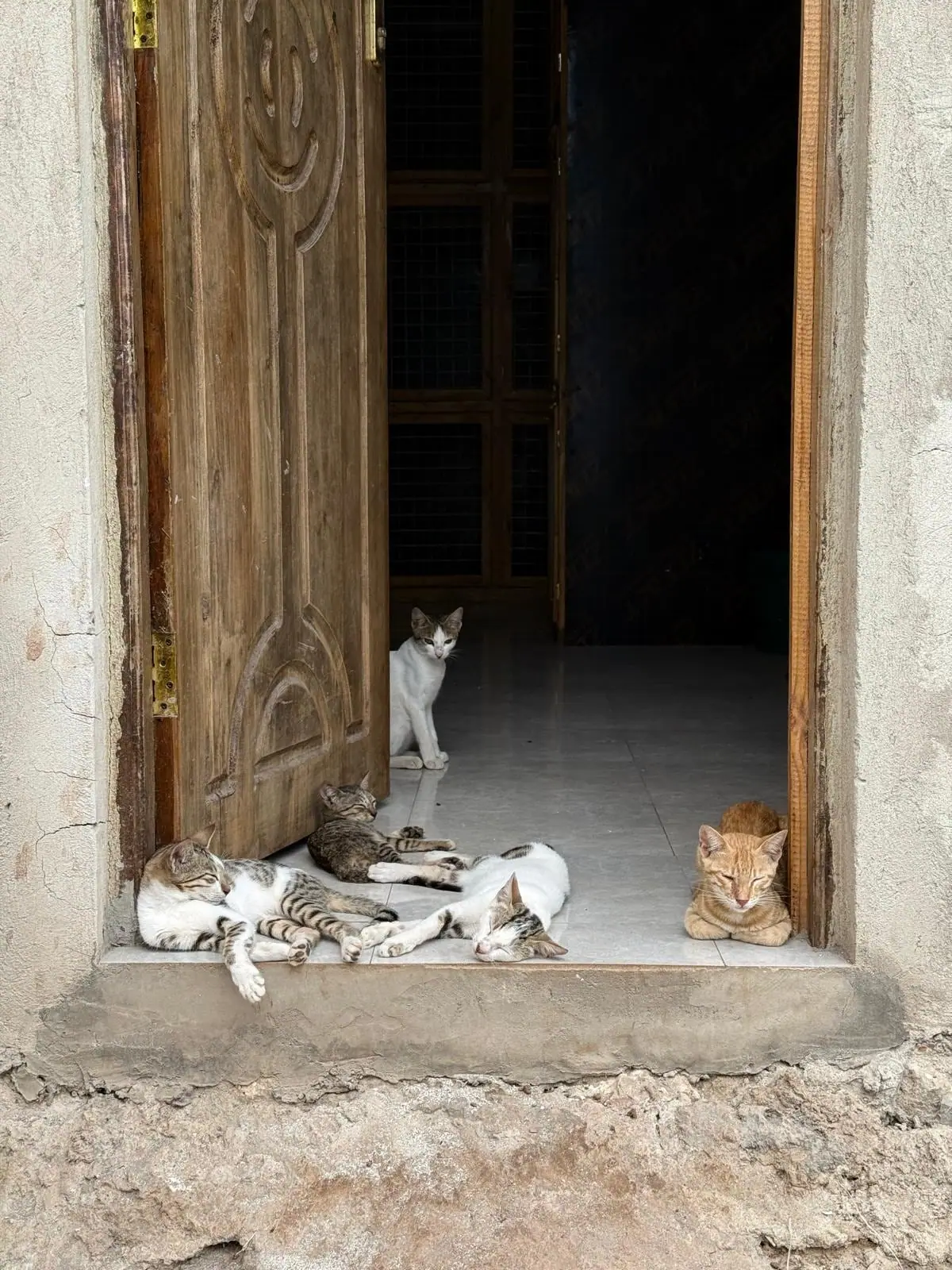 Katzen am Katzenhaus