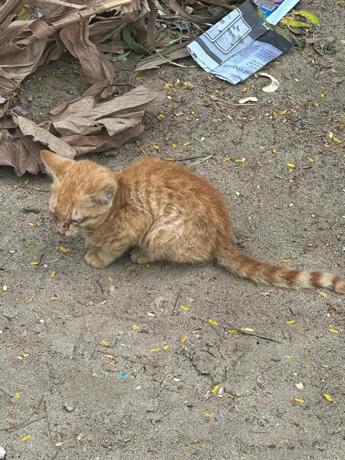 Ginger damals als kleines Kätzchen im Sand