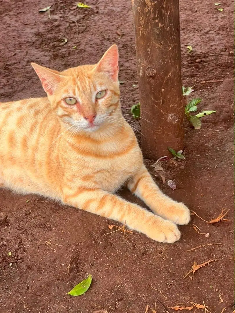 Ginger heute: erwachsene rote Katze im Schatten eines Baumes