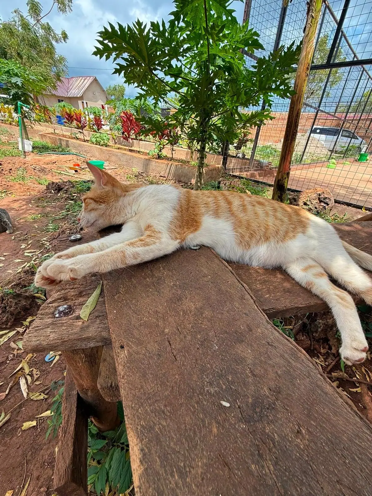 On the bench in the garden