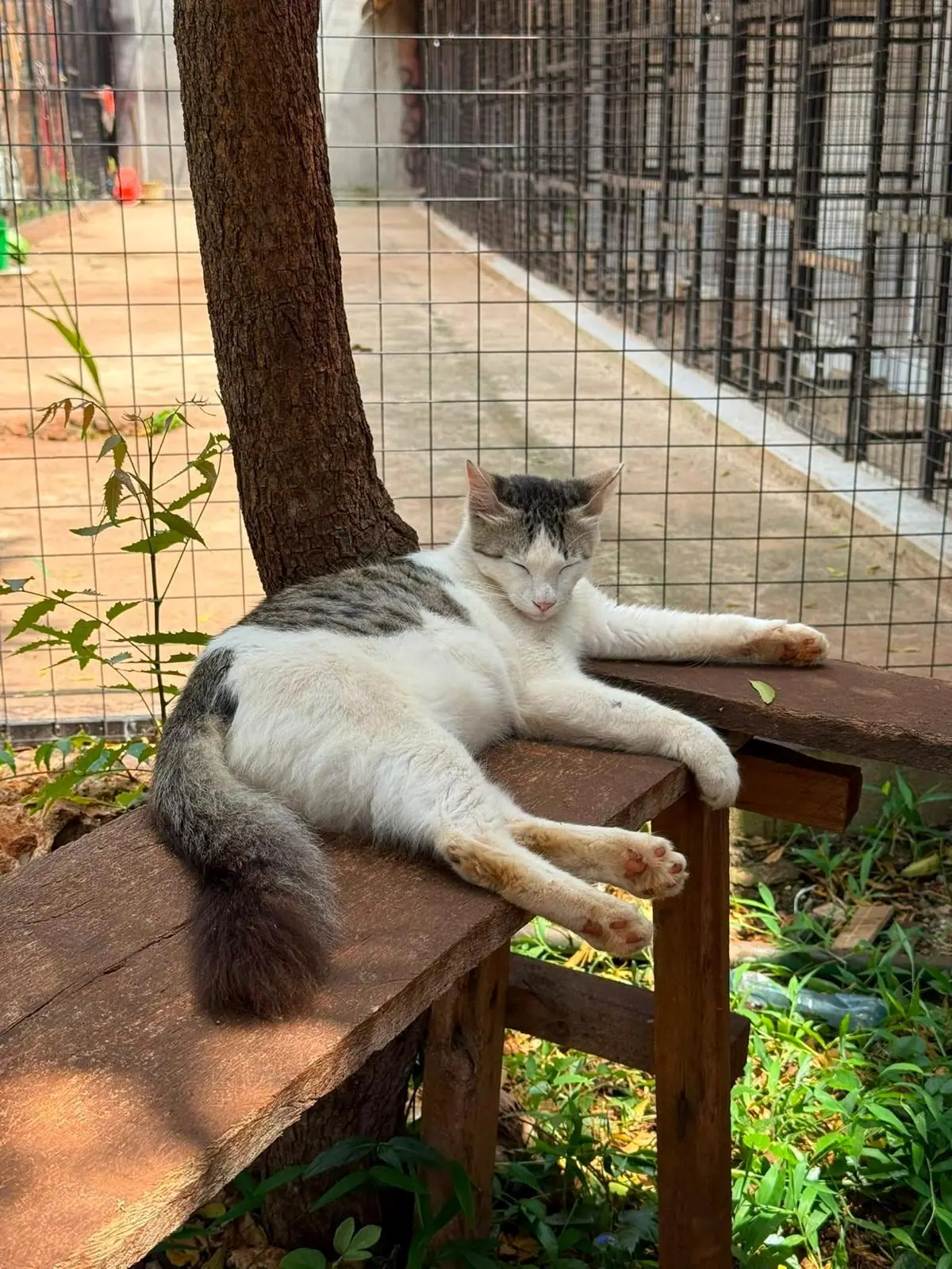 Resting in front of the enclosure
