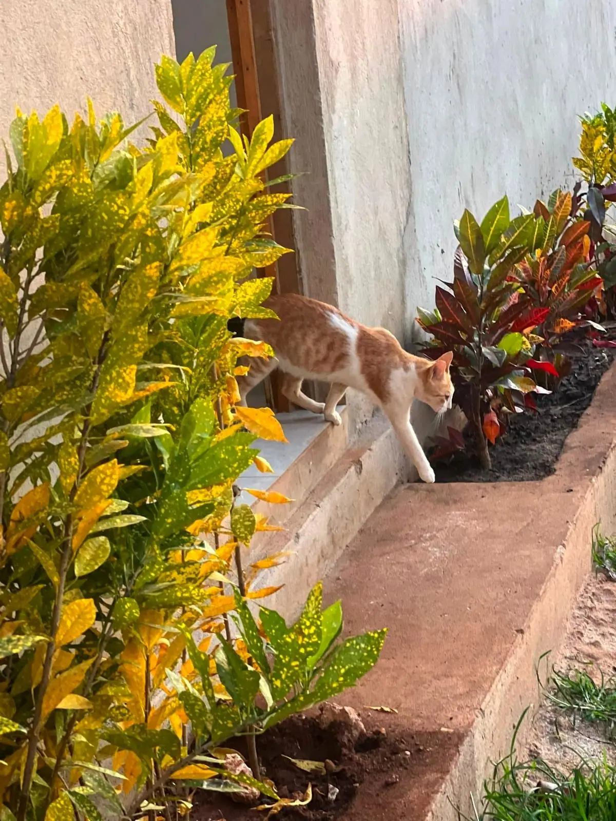 Out in the flower bed