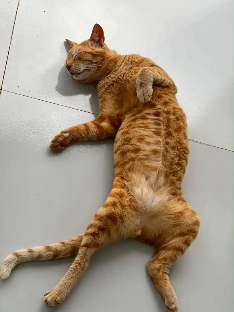 Afternoon nap