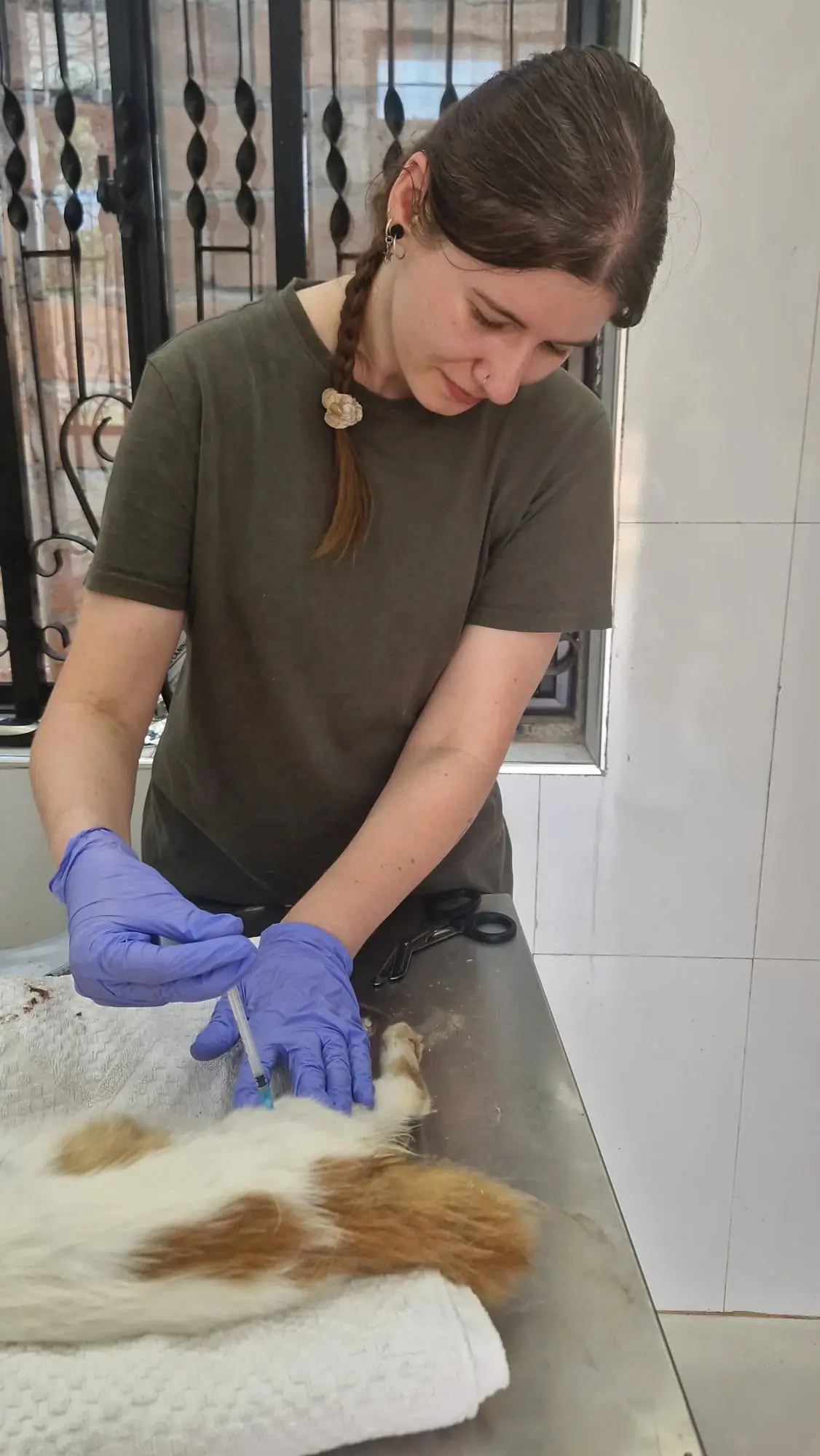 Helping to care for a cat