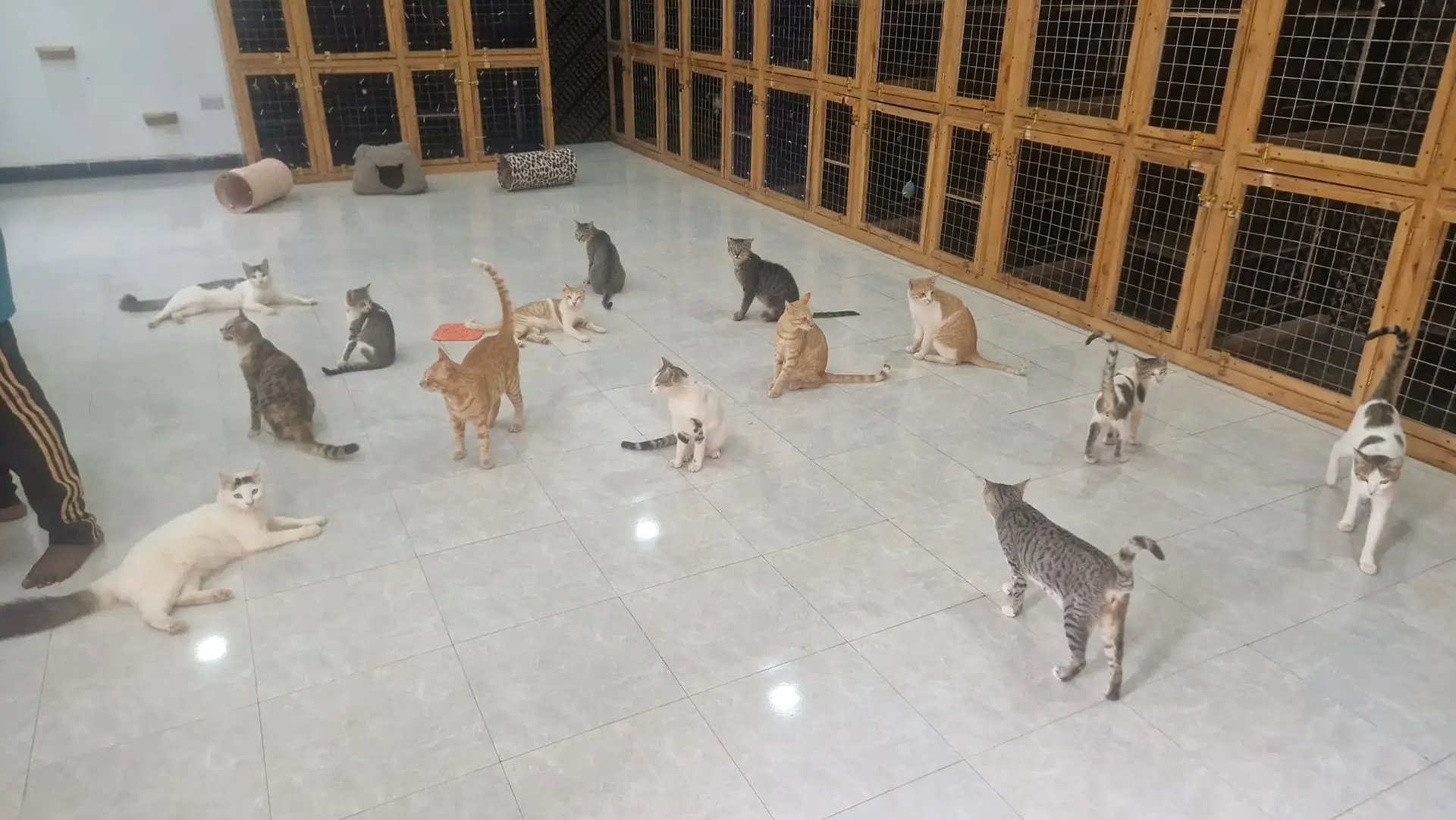 In the cat house