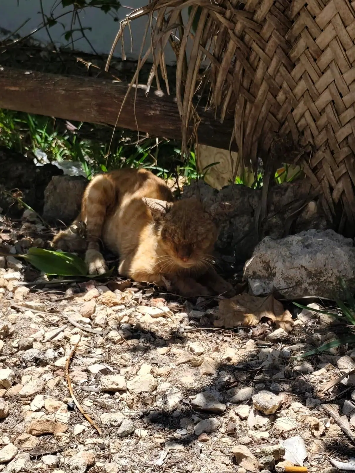Peanut, als er gefunden wurde, im Schatten unter Palmblättern
