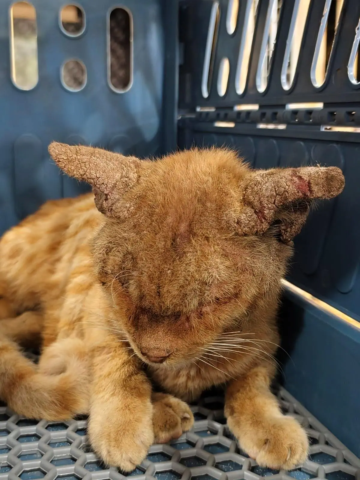 Peanut damals mit verkrusteten Ohren in der Transportbox