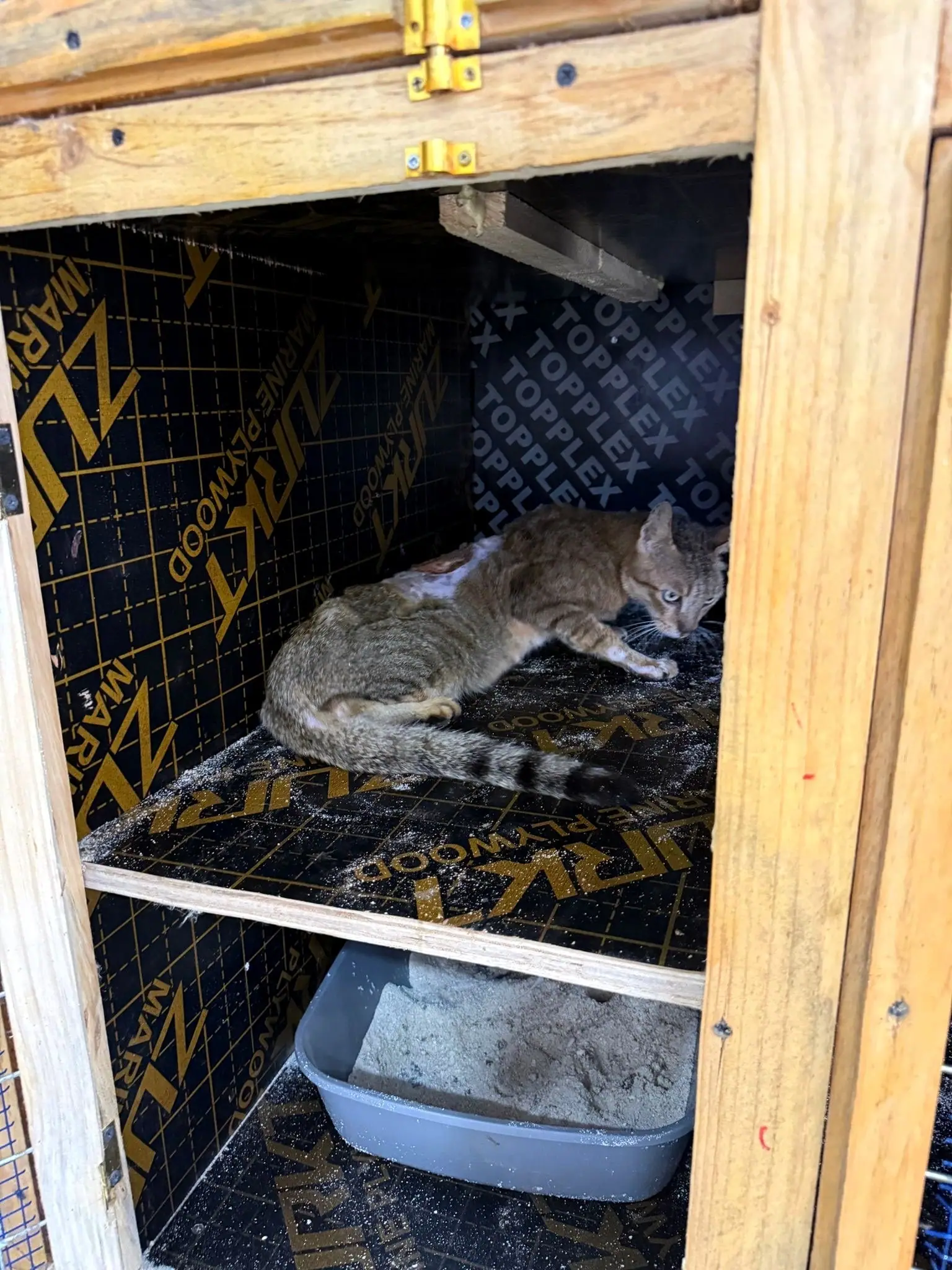 Cat house, April 2026